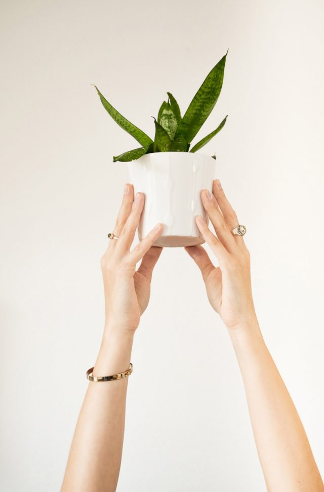 Déménager et amener de la vie par les plantes